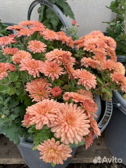 Рассада цветов