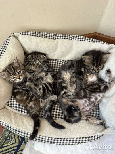 Шотландские котята