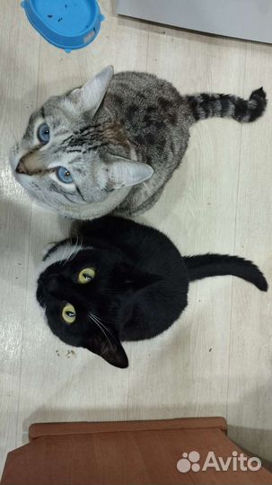 Отдам котов в хорошие руки в связи с переездом