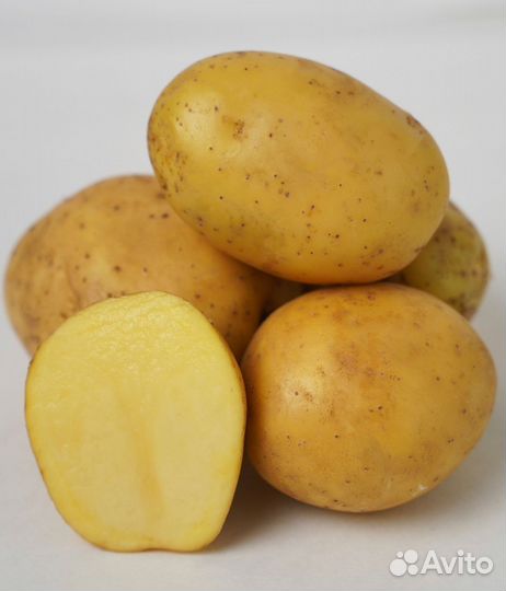 Продам картофель оптом