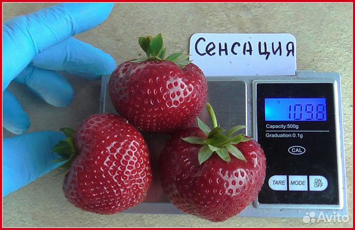 Клубника рассада