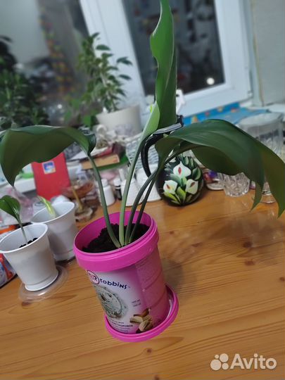 Эухарис/ Амазонская лилия