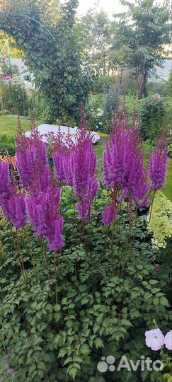 Астильба саженцы