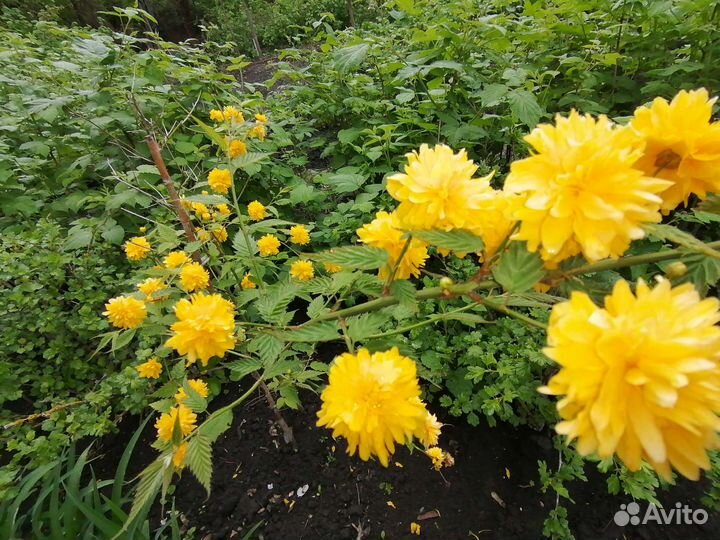 Цветущие саженцы керрии японской