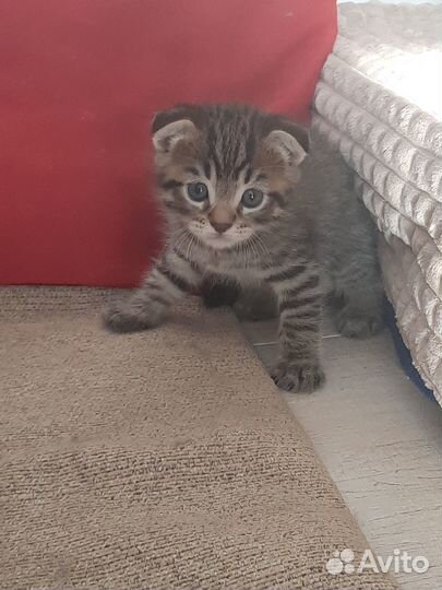 Отдам в добрые руки котят