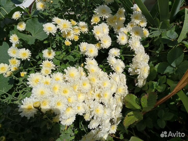 Хризантемы мультифлора