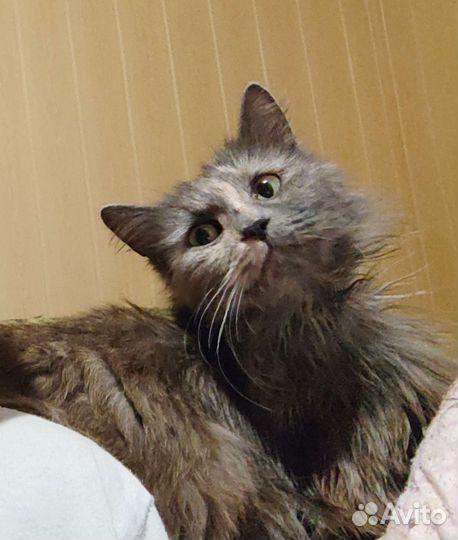 Кошка в дар