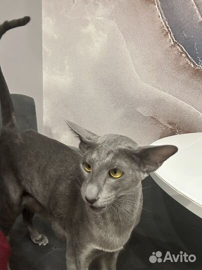 Кошка на сьемку рекламы