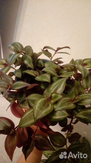 Обмен/продажа комнатных цветов
