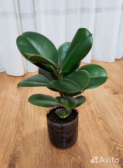 Фикус каучуконосный