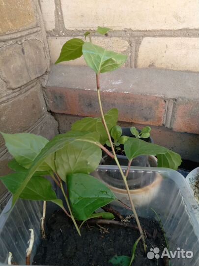 Лимонник Дальневосточный