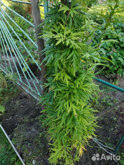 Многолетнее вьющееся растение