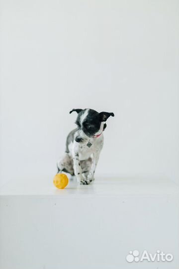 Маленькая собака в добрые руки