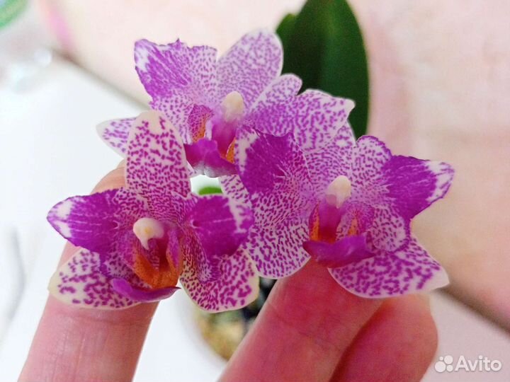 Орхидея арома