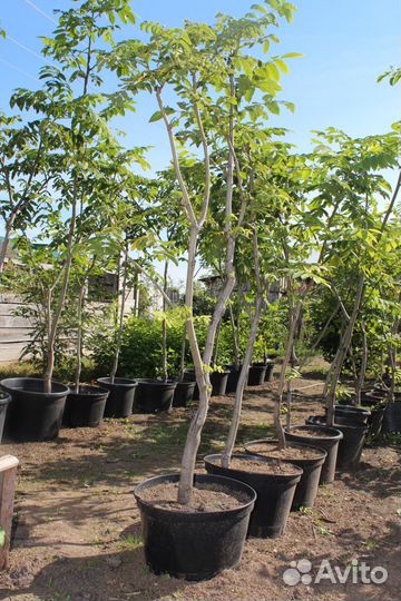 Саженцы декоративных Деревьев