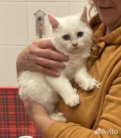 Котенок девочка 4 месяца