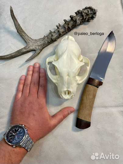 Череп (крупный)