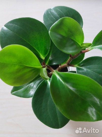 Пеперомия туполистная и спатифилум