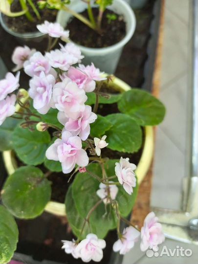 Фиалка ампельная сортовая. Робс ванилла трейл