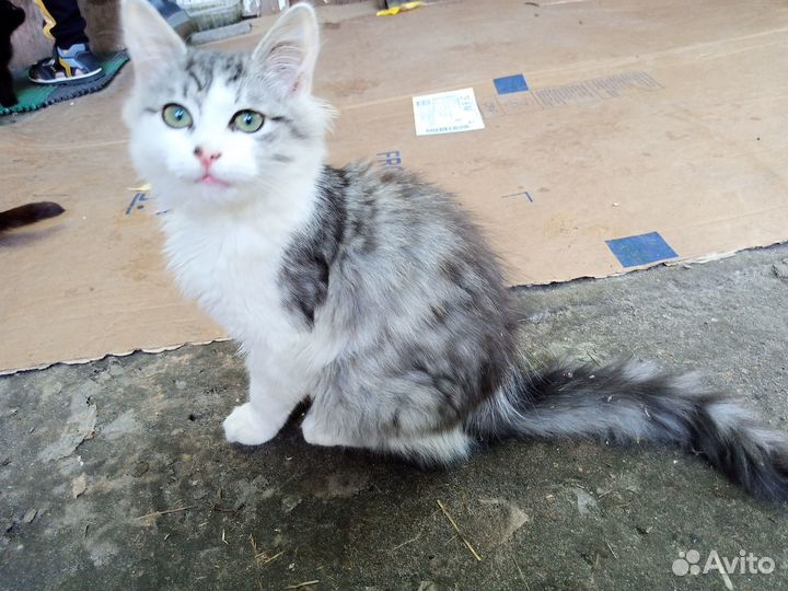 Котенок ищет дом