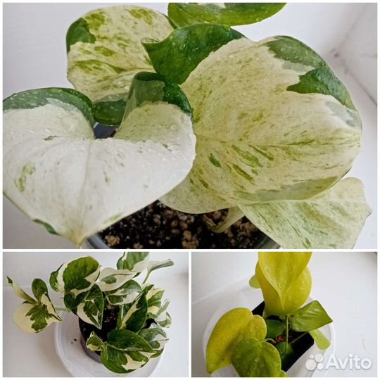 Сциндапсус мунлайт, Эпипремнум