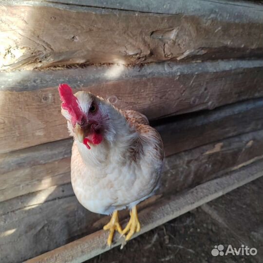 Продаются петухи