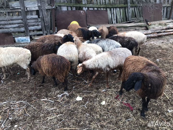 Овцы бараны