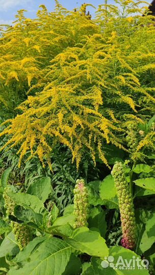 Фитолакка (лаконос), горец Сахалинский