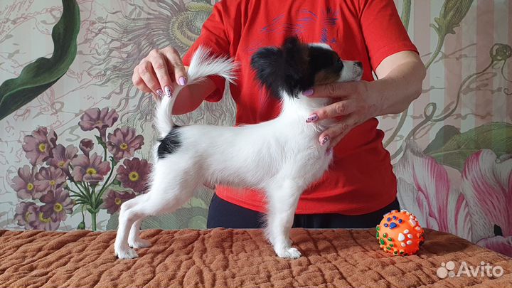 Щенки папийона