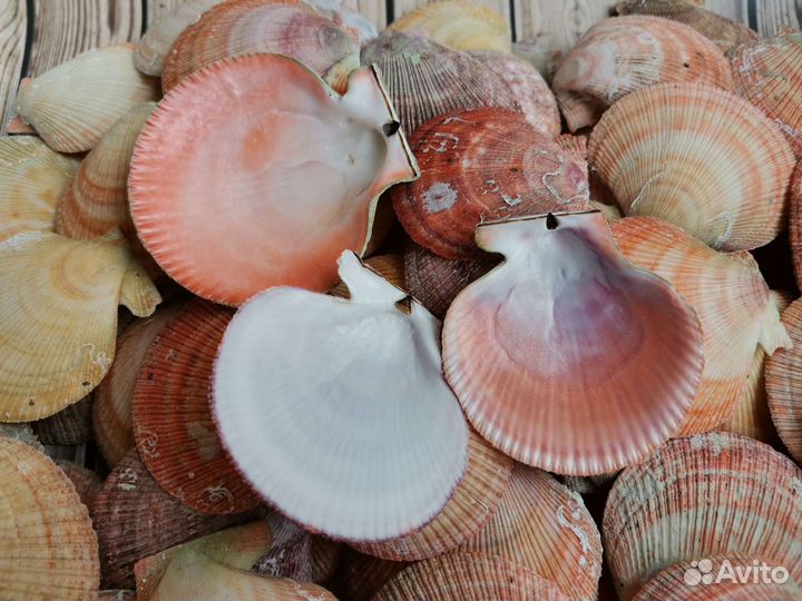 Ракушка морского гребешка