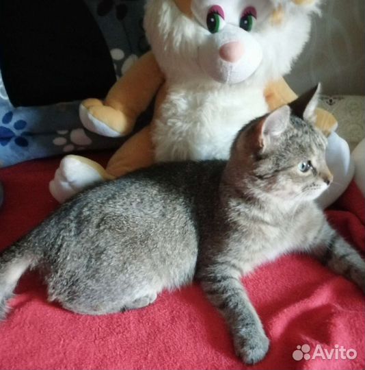 Адель ждёт Вас, стерилизована