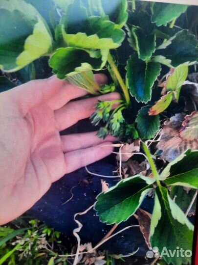 Рассада клубники