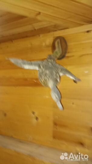 Чучело утки