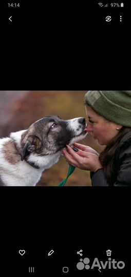 Булочка Щенок девчуля ищет дом Мампап найдись