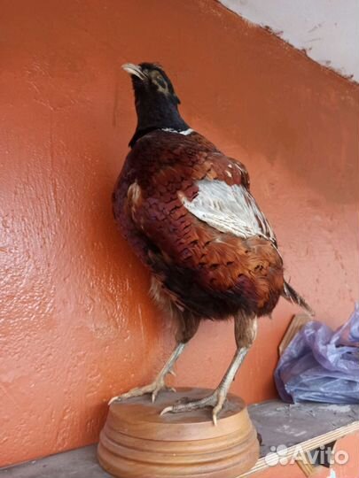 Чучело Птиц