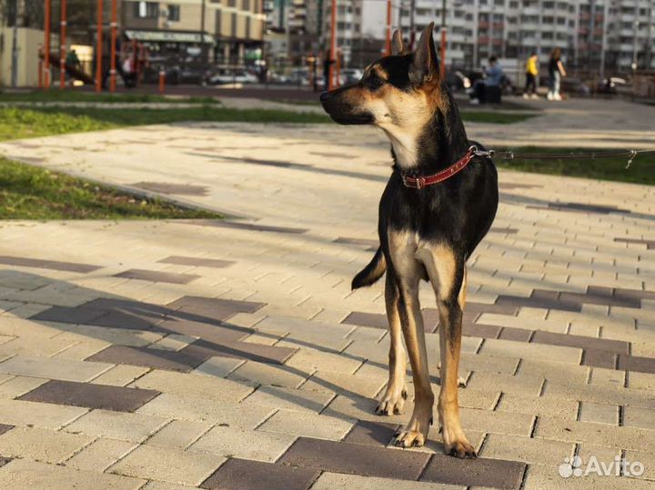 Собака парень