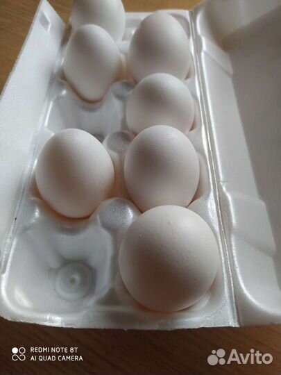 Домашние куриные яйца