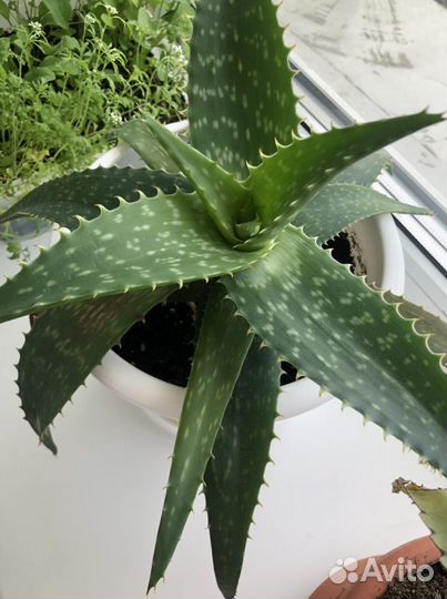 Алоэ, каланхоэ лечебный