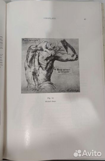 Анатомия Anatomie artistique de l'homme Moreaux