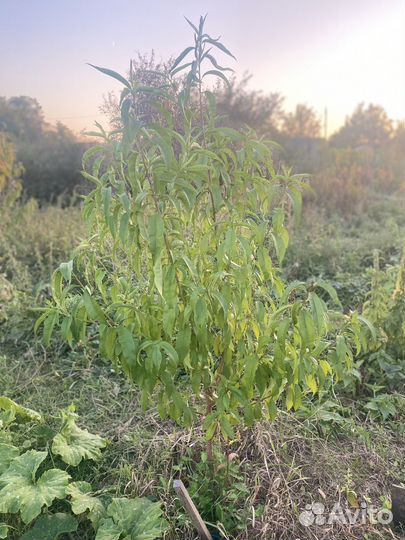 Персик морозостойкий саженцы