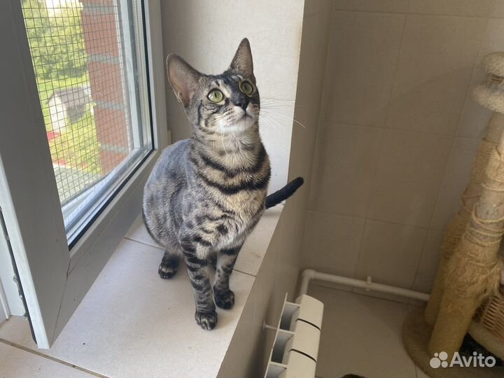 Египетская мау котята