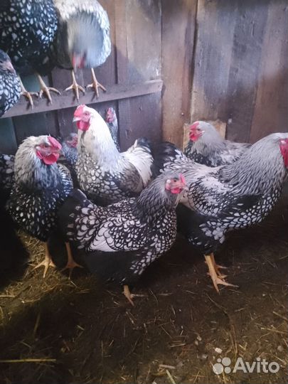 Семья породных кур
