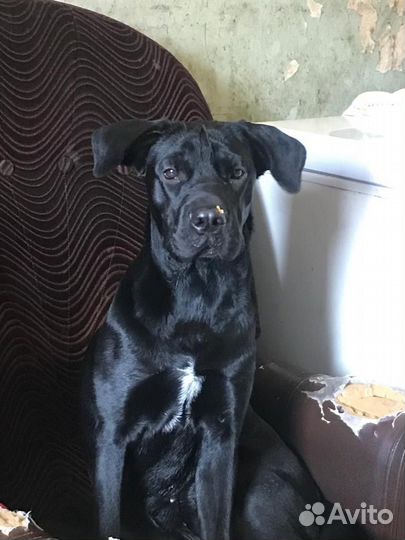 Щенки лабрадора