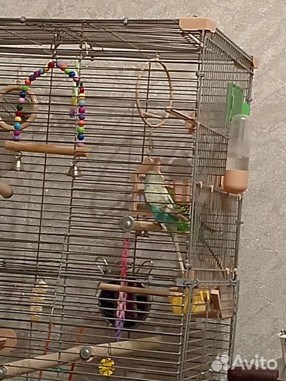 Волнистый попугай