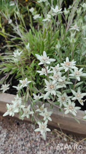 Эдельвейс альпийский (Leontopodium alpinum)