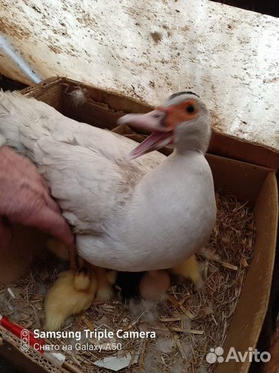 Муларды для разведения