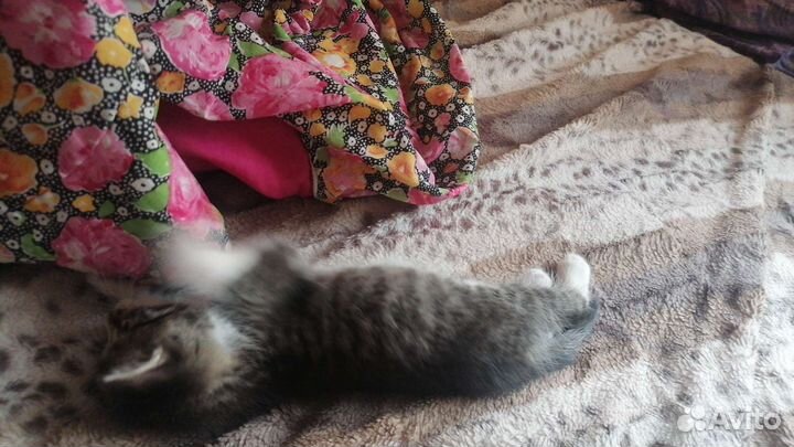 Котята в добрые руки, брат с сестрой