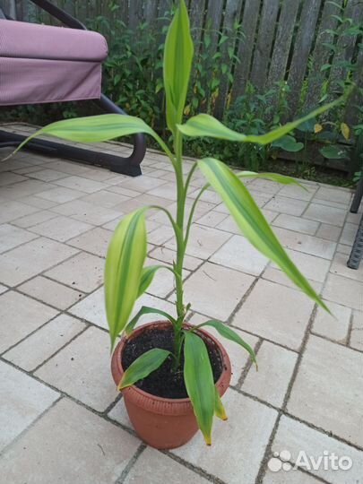 Домашние растения цветы