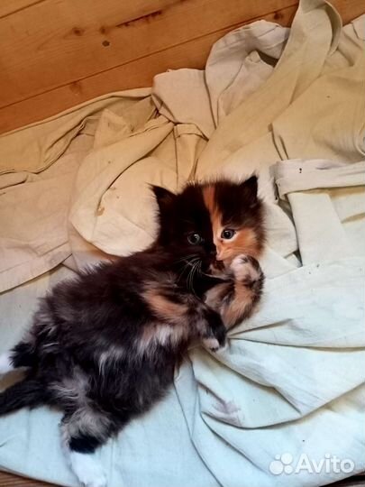 Котята мейн-кун