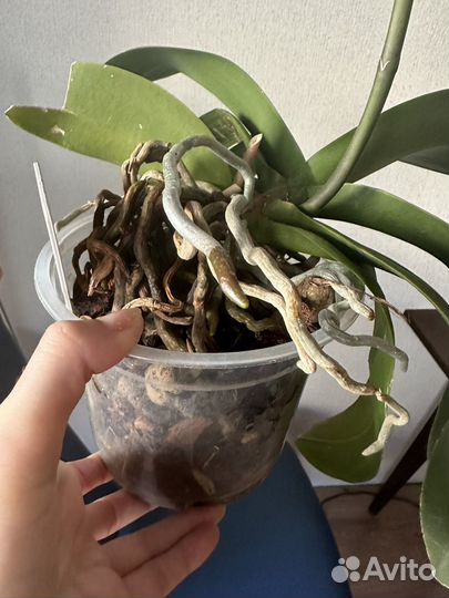 Орхидея фаленопсис калейдоскоп